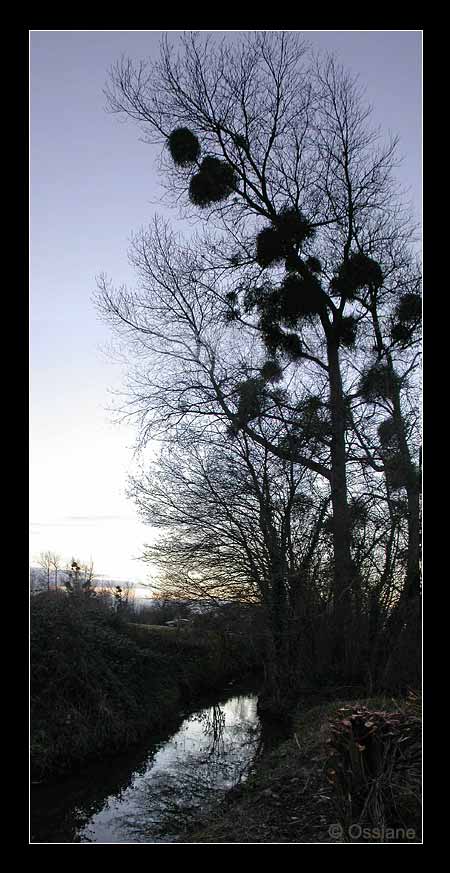 La Plume dans l'Eau, Bulles d'Encre de Chine sur le Papier de Soie.