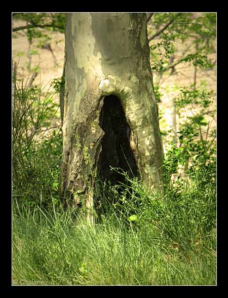 Il Ouvre son Coeur dans le Creux de sa Bouche, J'écoute sa Voix.