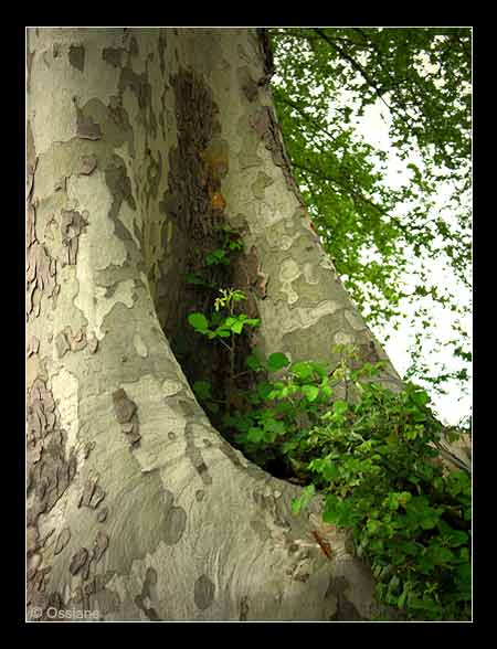 Il Ouvre son Coeur dans le Creux de sa Bouche, J\\'écoute sa Voix.