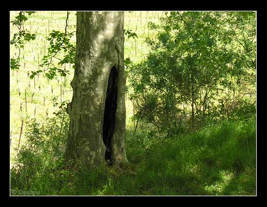 Il Ouvre son Coeur dans le Creux de sa Bouche, J'écoute sa Voix.