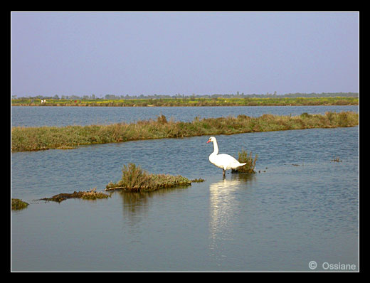 Le Bel Oiseau Blanc Admire son Reflet Rayonnant. Il Mire sa Blancheur Immaculée dans le Miroir du Marais.