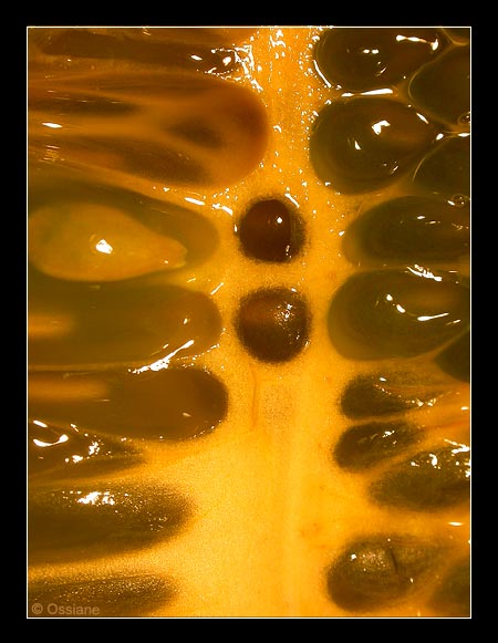 Blanches et Noires S'écoulent en Rivière dans l'Onde des Mots.