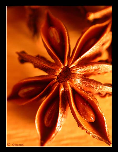 Badiane Etoilée, Etoile Anisée, Anis d'un Eté, Eté Epicé.