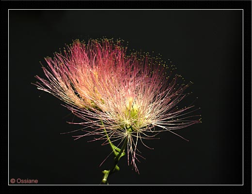 Plumet de Fête, Etamines d'Aigrette, Ombrelle de Chiffon, Pompon du Japon, Fils de Taffetas, Poudre de Mascara sur<br>  la Robe de Soie.