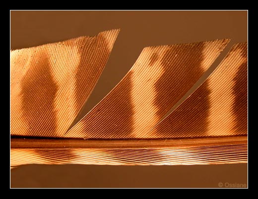 Le Coeur se Gonfle, La Trirème Voltige par-dessus les Mots.