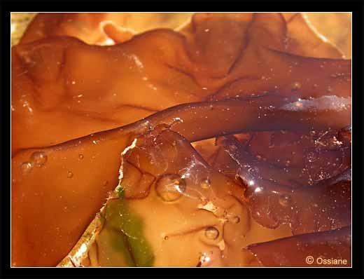 Voie Lactée, Parcours Etoilé. Chemins Chaotiques, Parcours Fantastiques