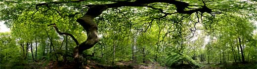 Faux de verzy panorama