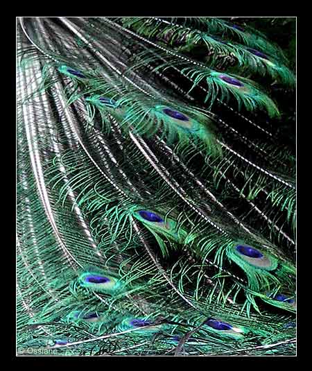 Traîne de Paon bleu