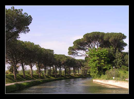 L'Allée des Nuages, les Pins Ouvrent leurs Ailes dans le Matin Bleu.