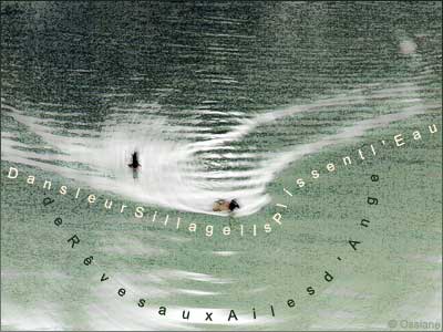 Dans leur Sillage, ils Plissent l'Eau de Rêves aux Ailes d'Ange.