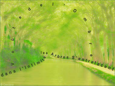 Voûte de l'Ombre, les Arbres S'entrelacent dans l'Intimité.