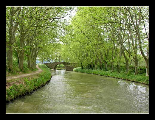 Voûte de l'Ombre, les Arbres S'entrelacent dans l'Intimité.