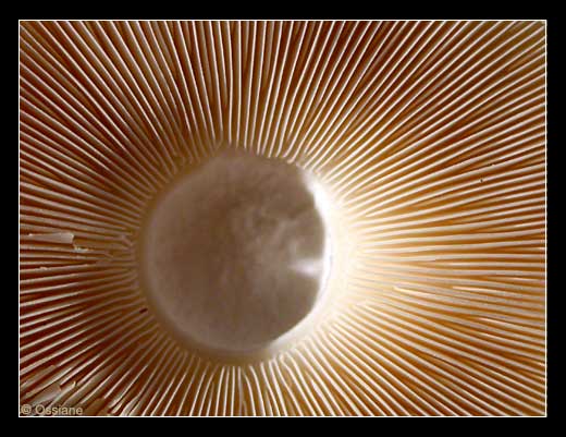 Faisceau Solaire, Jaillissement de la Terre, Eventail de Lumière.