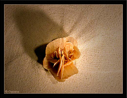 La Fleur du Désert S'Offre aux Rayons du Soleil. Elle ne Fane Jamais.