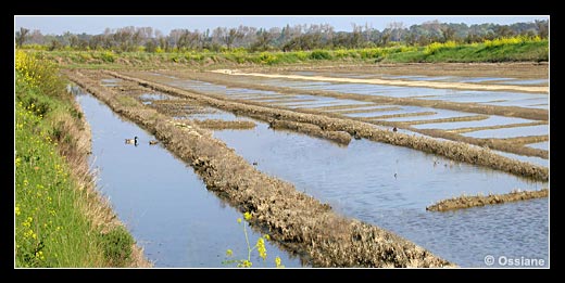 Pleine Lumière, Vent de Mer, Miroirs Célestes, Vents d'Est, Eau Saline au Soleil en Demi-Sommeil.